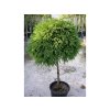 Dreviny na kmienku Kryptoméria japonská Globosa Nana na 40 50 cm kmienku(7)