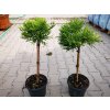 Dreviny na kmienku Kryptoméria japonská Globosa Nana na 40 50 cm kmienku(3)