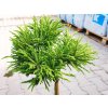 Dreviny na kmienku Kryptoméria japonská Globosa Nana na 40 50 cm kmienku(4)