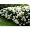Okrasné kry Hortenzia stromčekovitá Annabelle 30 40 cm(3)
