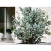Okrasné stromy Eukalyptus gunnii Silverana 140 160 cm(1)