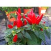 Jesenné kvety Okrasná paprika Sombrero červená(3)