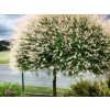 Vŕba Hakuro nishiki na 140-150cm kmienku, výška 160-180 cm, kont. 5 l