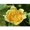 Ľaliovník tulipánokvetý 110-170 - Liriodendron tulipifera kont. 5 l