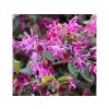 Okrasné kry Loropetalum chinense ´Rubra´(1)