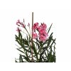 Exotické rastliny Oleander lososový 40 60 cm(1)