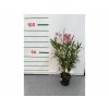 Exotické rastliny Oleander lososový 40 60 cm