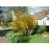 Okrasné kry Zlatý dážď 70 100 cm(4)