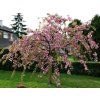 Okrasná čerešňa Kiku Shidare na 180-190cm kmienku, v. 200-250cm, obv. km. 6-8cm kont. 15 l