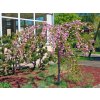 Okrasná čerešňa Kiku Shidare na 180-190cm kmienku, v. 200-250cm, obv. km. 6-8cm kont. 15 l