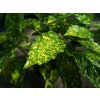 Aukuba japonská Variegata 30-40cm, kont. p17