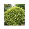 Aukuba japonská Variegata 30-40cm, kont. p17