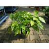 Aukuba japonská Variegata 30-40cm, kont. p17