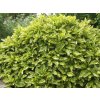 Aukuba japonská Variegata 30-40cm, kont. p17
