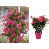 Letničky a balkónové kvety Mandevila ružová
