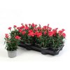 Letničky a balkónové kvety Klinček Oscar Red(2)