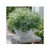 Letničky a balkónové kvety Euphorbia Diamond Frost(4)