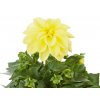 Letničky a balkónové kvety Georgína Imagine Midi Yellow(1)
