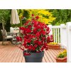 Letničky a balkónové kvety Mandevila Sundaville Grand Red