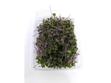 Mikro výhonky Kapusta červená 50g