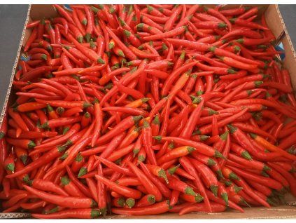 WhatsApp Image 2026 04 01 at 08.38.55