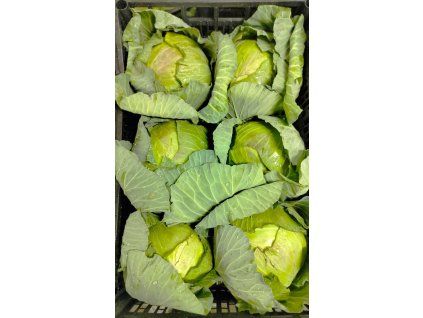 WhatsApp Image 2026 04 01 at