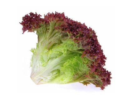 Lollo Rosso Lettuce opt