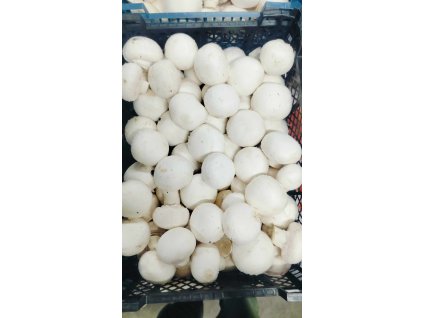 473599009 2095485994225350 2295400220356865813 n