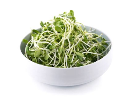 kielki slonecznika c77b