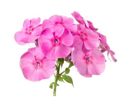 aaa