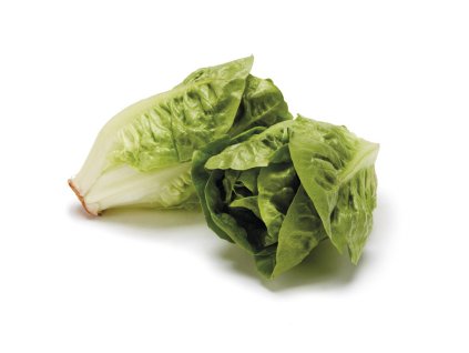 little gem lettuce scaled