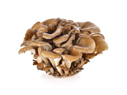 maitake