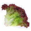 Lollo Rosso Lettuce opt