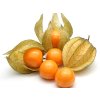 Physalis