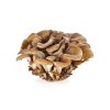 maitake