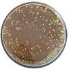 Cestíčko Berkley PowerBait Fish Pellet Glitter