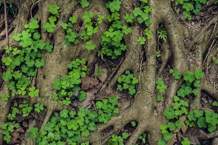 Co je prostokořenný stromek?