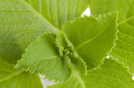 Jak množit rýmovník?