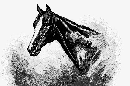 Jak nakreslit koně?