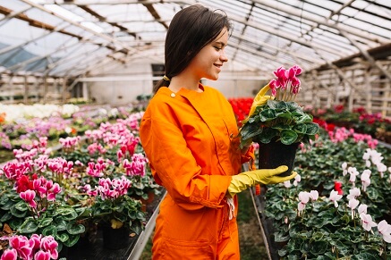 Jak pěstovat brambořík?