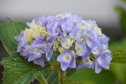 Jak pěstovat hortenzie?