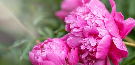 Jak pěstovat pivoňky?