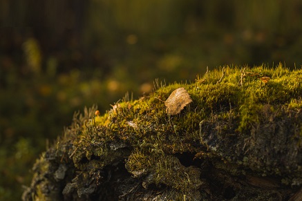 Jak se zbavit mechu?