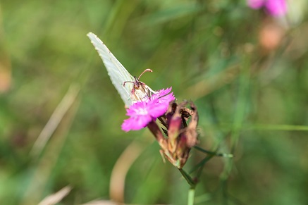Jak se zbavit mušek v květináči?