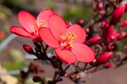 Jak zazimovat begonie?