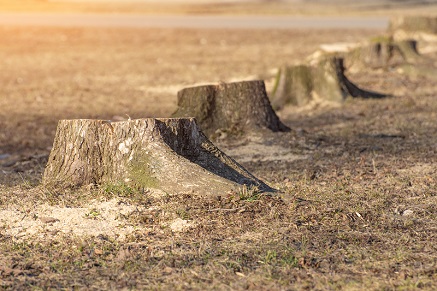 Jak zlikvidovat pařez?