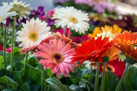 Jak zničit puklice na květinách?