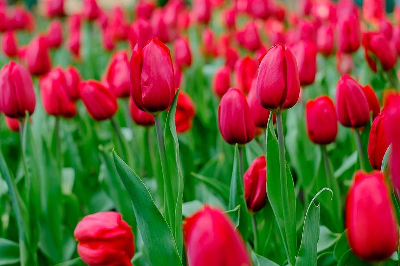 jak-sazet-tulipany