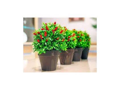 Grow Your Own - Chilli