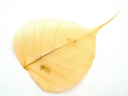 List skelet vanilkový